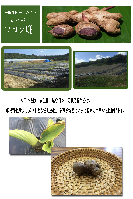 ウコン　みらい事業所
